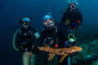 A shark that walks instead of swims? Scientists just found a new one in the wild, and it may already be facing extinction