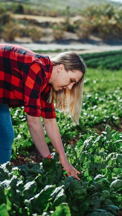 How to Get Free Produce From a Local Farm Through Gleaning