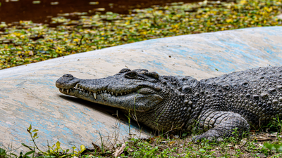 3-Year-Old Boy Mauled by Zoo Crocodile After Stranger Allegedly Hurls Him Into Reptile Pen