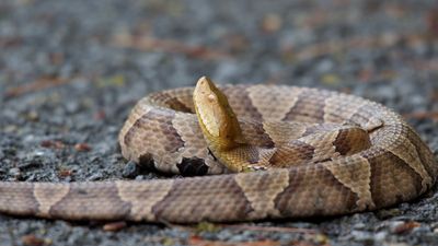 World Cup Teams Are Marking off Danger Zones as a Sudden Surge of Venomous Wildlife Sightings Forces Players to Watch Their Feet Instead of the Ball