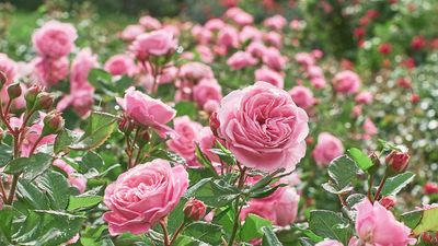 How to choose the best rose for your garden — it’s not just about the scent