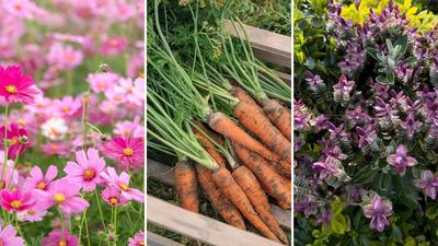 What to plant in June: 5 seasonal favourites to fill your garden
