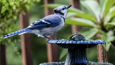 This 3-in-1 Solar Bird Bath Will Give My Small Patio a Charming, Instant Upgrade – It Even Has a Built-In Planter