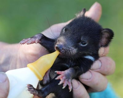 The Tassie devils in my neighbourhood keep stealing shoes and laundry, but I adore them