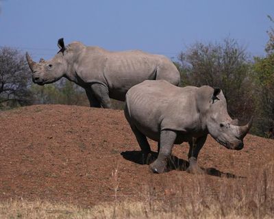 South African men sentenced in ‘world’s largest’ rhino horn trafficking case