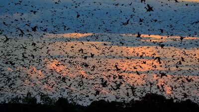 World's largest bat migration: The night Zambia's sky disappears under 10 million bats