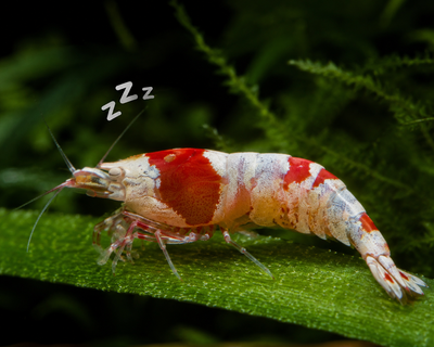 Best Spanish saying of the day: 'The shrimp that falls asleep is carried away by the current.' Centuries-old proverb that warns why staying comfortable for too long can cost you opportunities, success and growth
