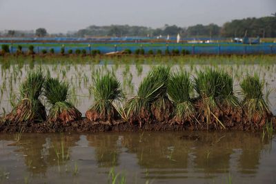 Ample world inventories may soften El Nino food supply shock