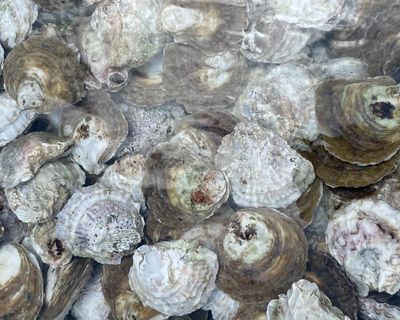 Country diary: These oysters are destined – we hope – for great things