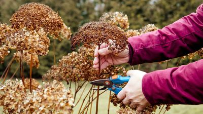 Stop your hydrangea blooms from turning brown too early with these 3 top tips