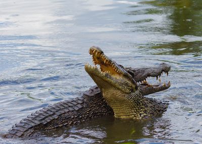 Suspect in Crocodile Enclosure Attack to Face Court After Three-Year-Old Left Critically Injured