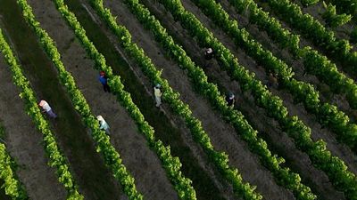 Farms, schools, rail and health services under strain as heatwave grips France