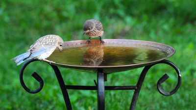 ALDI’s $15 Pedestal Bird Bath Looks Far More Expensive Than It Is – and Birds Will Flock to It All Summer
