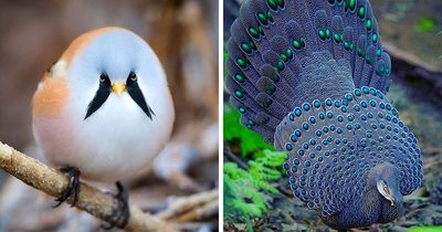 ‘Best Bird Shots’ 80 Amazing Photos Showing The Beauty Of Wildlife In Detail