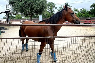 “Mass euthanasias”: Screwworm could have deeper implications for Texas’ already-crowded animal shelters