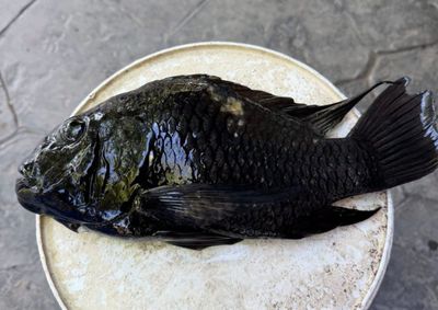 ‘Pitch-black’ blackchin tilapia severely damaging shrimp farms