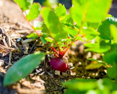 Summer’s here and the time is right to direct sow vegetables in your garden
