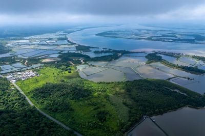 How the world’s voracious appetite for shrimp is destroying Ecuador’s mangroves