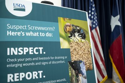 FDA Authorized an OTC Treatment for New World Screwworm in Pets — Here's How to Use Nitenpyram if Your Dog or Cat Is Infested