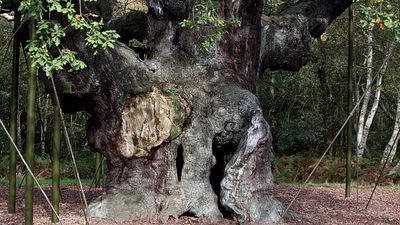 Robin Hood’s famed Sherwood Forest 1,200-year-old oak tree declared dead