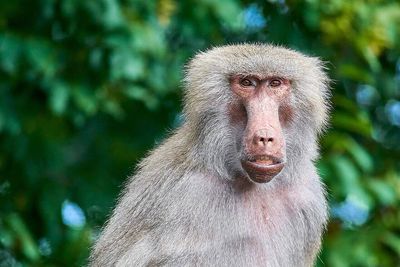A South African coastal village learns to peacefully share its space with wild baboons, but the model remains a rare exception