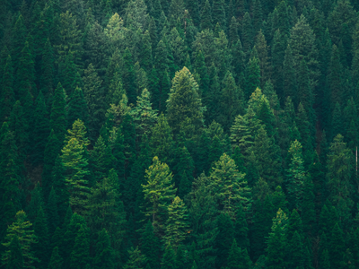 Italy planted Norway spruce across the Alps in the 1930s, a deliberate-but-naive reforestation drive, but 90 years on, plant diversity is 50% lower than in native forests