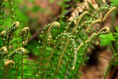 Why Mountain People Still Love This Healthy Pahadi Food ?