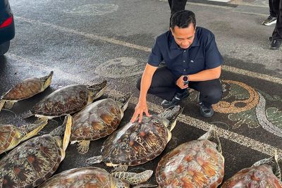 Police in Bali foil an attempt to trade protected 21 live green sea turtles and arrest a suspect