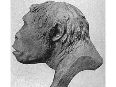 In 1894, a Dutch anatomist brushed sediment from a riverbank in Java; it uncovered Java Man and reshaped the search for human origins
