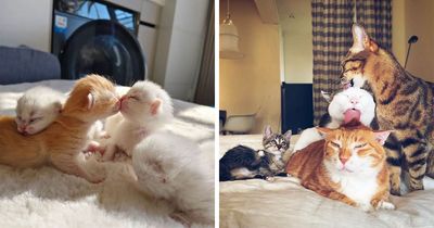This Page Captures Cats Being Adorable, Chaotic, And Way Too Funny (63 New Pics)