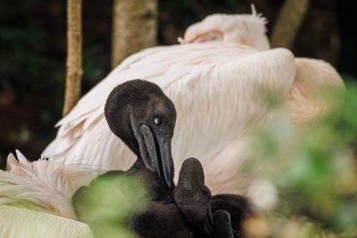 Pelicans in St James' Park have chicks for first time in 360 years