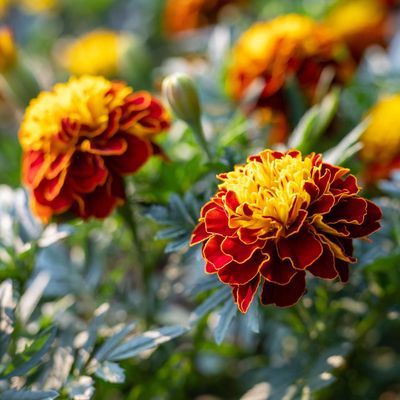 2 superhero flowers I always plant to keep pests away from my vegetables – they’re fuss-free and really pretty