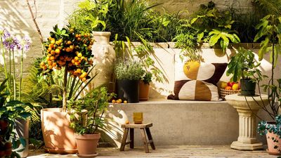 The 'Mediterranean Modern' Aesthetic — Why Designers Say the Potted Citrus Is the Ultimate Status Symbol