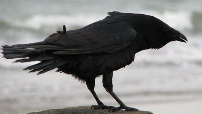 ‘I wanted a group of assassins’: Georgia homesteader started negotiations with a murder of crows three months ago, and his actions just paid off