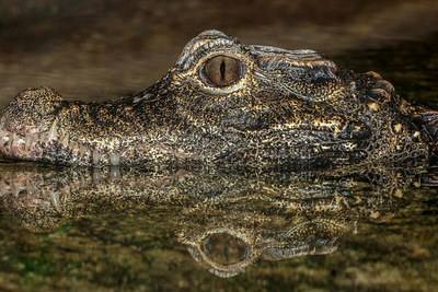 Stranger Accused of Throwing 3-Year-Old into Crocodile Pit Freed on Bail, Deemed Unfit for Interview