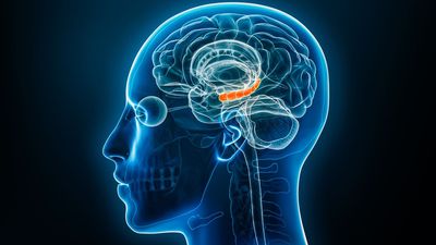 Estrogen levels in both the male and female brain may shape memory's resilience in face of stress