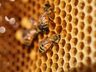 Scientists found 3,000-year-old honey in Egyptian tombs, and it was still edible