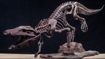 These 300-million-year-old baby fossils just turned a major evolution theory upside down