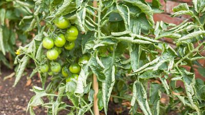 This is what's really causing your tomato leaves to curl — and how to actually fix it