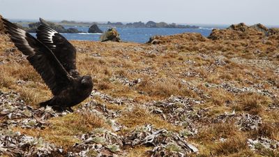Uncertainty for wildlife as killer bird flu detected