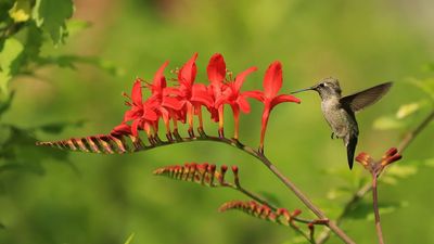 Leave These 5 Perennials Blooming for Longer – They Provide Vital Fuel for Migrating Hummingbirds Through Summer and Fall