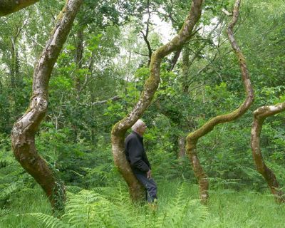 Country diary: For the beloved Ash Dome, death is not the end