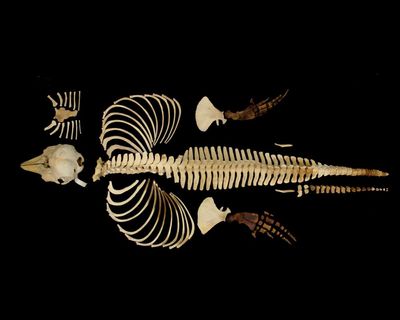 Skeleton of the world’s rarest marine mammal preserved by digital imaging