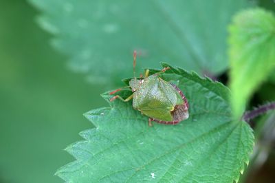 9 Backyard Habits That Can Accidentally Invite Pests