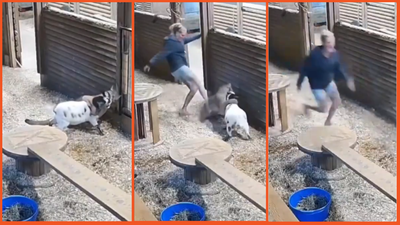 A cougar was attacking her goat. Then a Nanaimo woman did the only thing she could think of