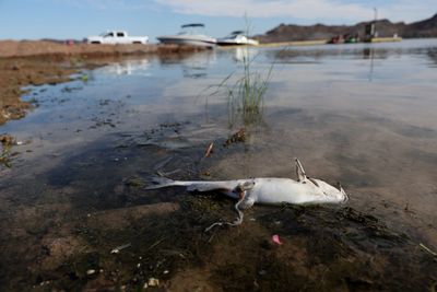 NASA Images Confirm San Carlos Reservoir Is Under 1% Full — A 100% Fish Kill Created a Public Health Emergency June 2026