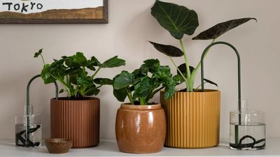 6 Self-Watering Systems for Houseplants That Experts Swear By — And No, None of Them Require an Ugly Plastic Bag or Bottle