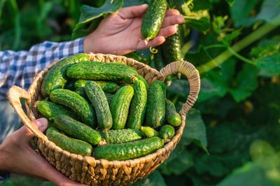 7 Reasons Your Cucumbers Keep Dying Early
