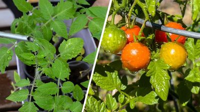 How often should I water my tomato plants? Garden experts offer advice ahead of the heatwave