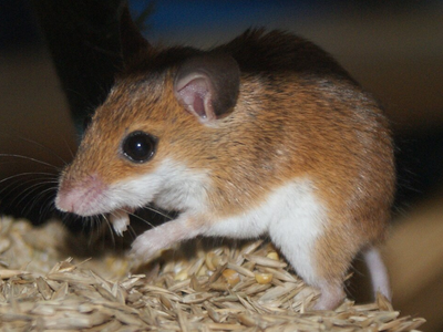 In 2021, millions of mice swept 180,000 km² of NSW grain belt after drought broke into rain, costing Australian farmers $1 billion